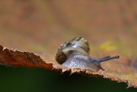 bosloofslak (monachoidus incarnatus) 9-2014 0888